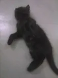 Bolinho