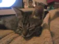 Pipin