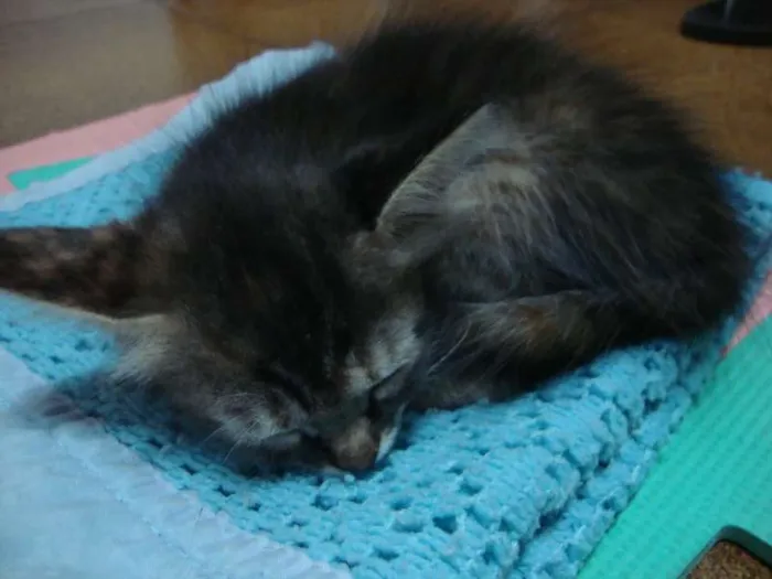 Gato ra a idade Abaixo de 2 meses nome sem nome