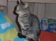 Suzi