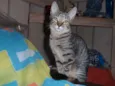 Suzi