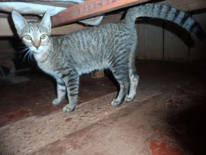 Gato ra a vira lata idade 2 a 6 meses nome Linda