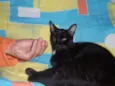 neguinho