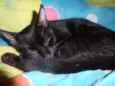 neguinho