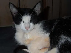 Gato raça vira lata idade 2 a 6 meses nome Fred