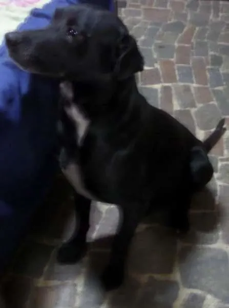 Cachorro ra a Labrador idade 3 anos nome Negão