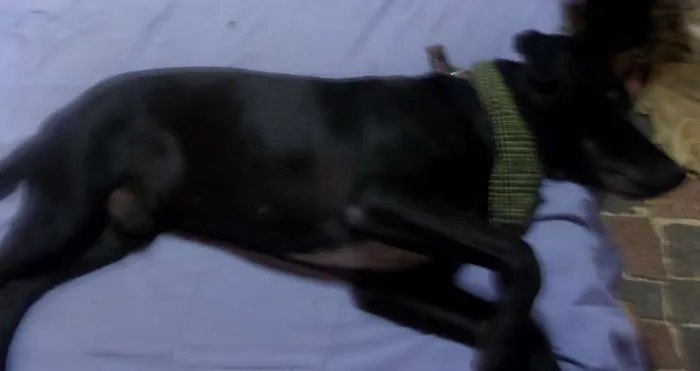 Cachorro ra a Labrador idade 3 anos nome Negão