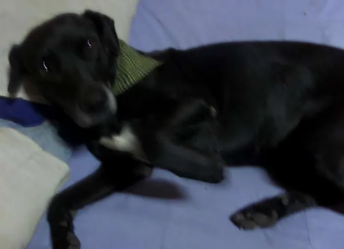 Cachorro ra a Labrador idade 3 anos nome Negão