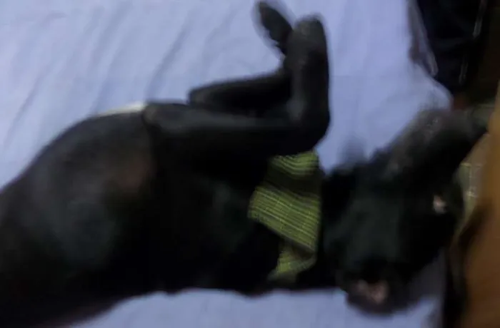 Cachorro ra a Labrador idade 3 anos nome Negão