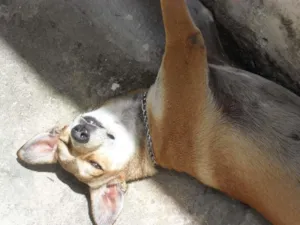 Cachorro raça Viralata idade 3 anos nome Chica Ema