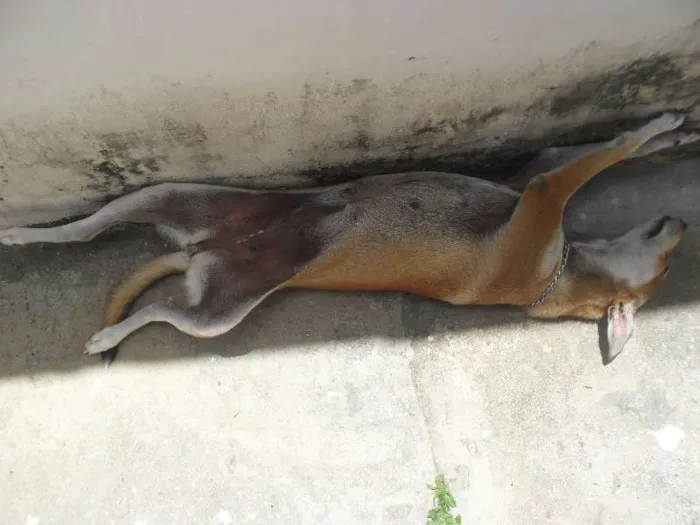 Cachorro raça Viralata idade 3 anos nome Chica Ema
