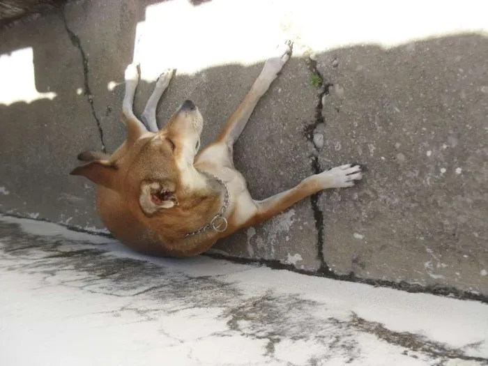 Cachorro raça Viralata idade 3 anos nome Chica Ema