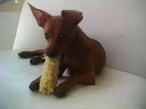 Cachorro raça Miniatura Pincher idade 1 ano nome Lek