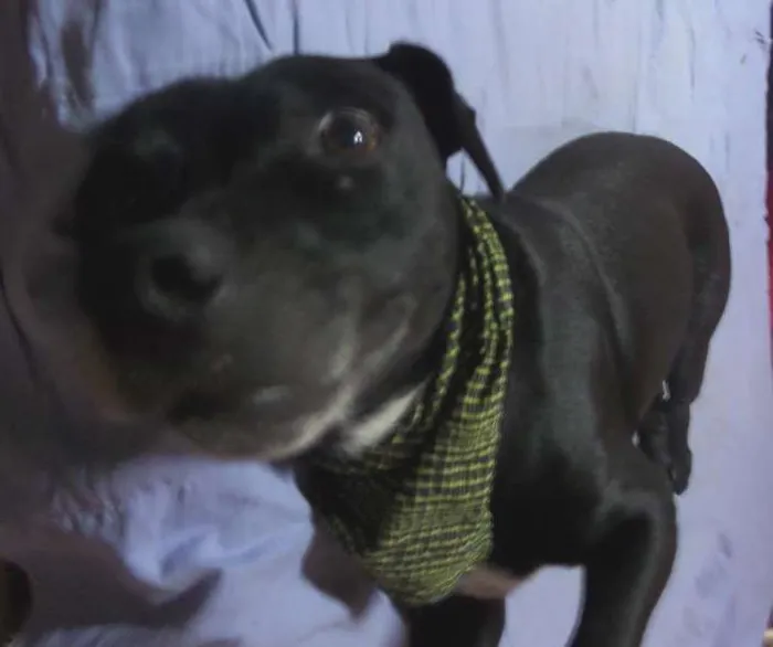 Cachorro ra a Labrador idade 3 anos nome Negão