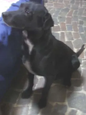 Cachorro raça Labrador idade 3 anos nome Negão