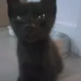 Bolinho