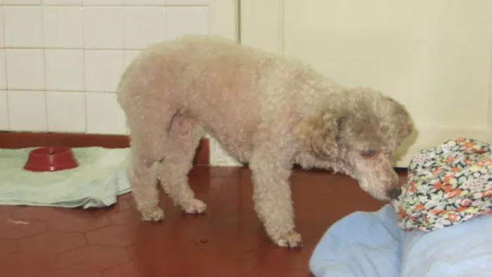 Cachorro ra a Poodle idade 6 ou mais anos nome Esperança