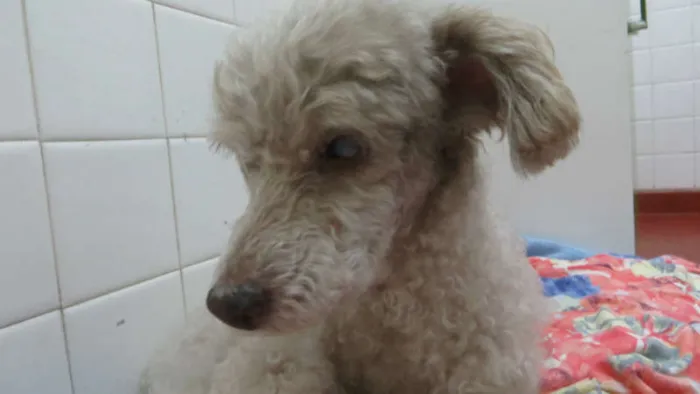 Cachorro ra a Poodle idade 6 ou mais anos nome Esperança
