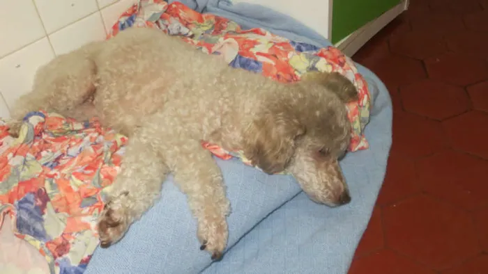 Cachorro ra a Poodle idade 6 ou mais anos nome Esperança