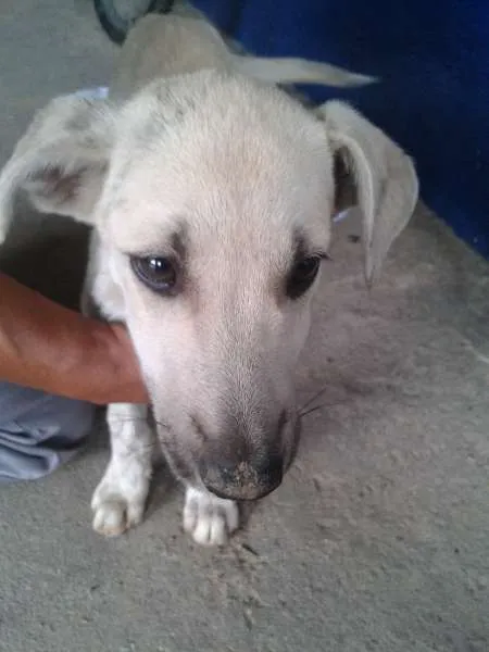Cachorro ra a vira lata idade 2 a 6 meses nome doug