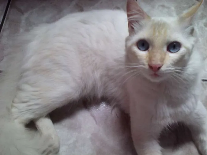 Gato ra a Indefinida idade 1 ano nome Sanji