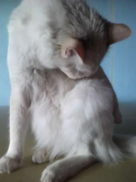 Gato ra a Indefinida idade 1 ano nome Sanji