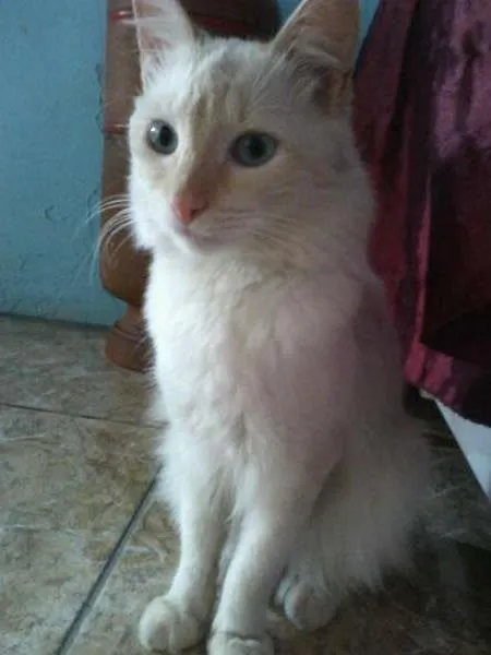Gato ra a Indefinida idade 1 ano nome Sanji