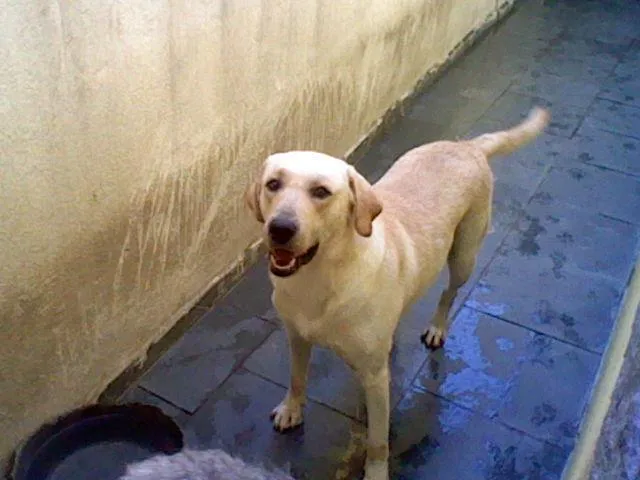 Cachorro ra a Labrador idade 3 anos nome Tony