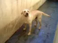 Tony