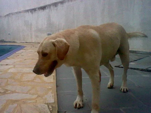 Cachorro ra a Labrador idade 3 anos nome Tony