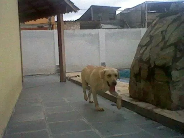 Cachorro ra a Labrador idade 3 anos nome Tony