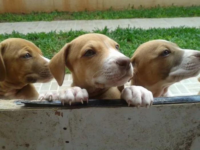 Cachorro raça mestiço pit bull idade 2 a 6 meses nome filhotes