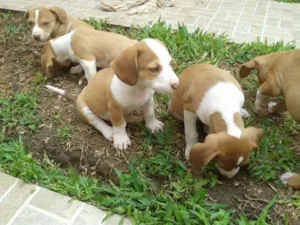 Cachorro raça mestiço pit bull idade 2 a 6 meses nome filhotes