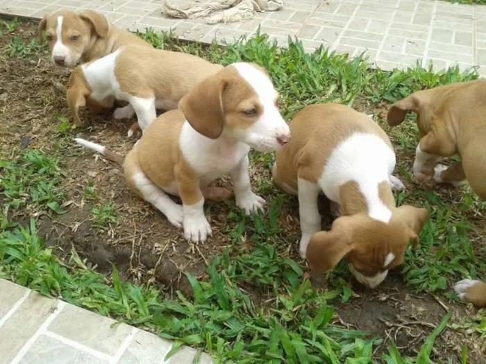 Cachorro raça mestiço pit bull idade 2 a 6 meses nome filhotes