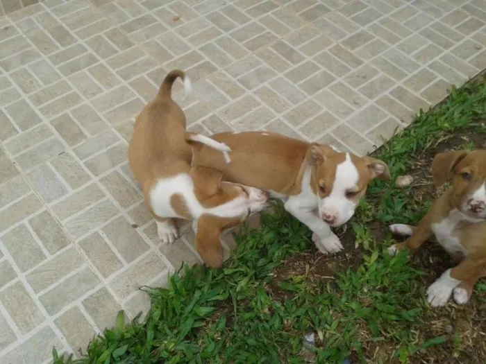 Cachorro raça mestiço pit bull idade 2 a 6 meses nome filhotes