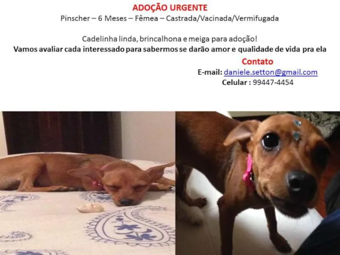 Cachorro ra a pinscher idade 2 a 6 meses nome Cherry