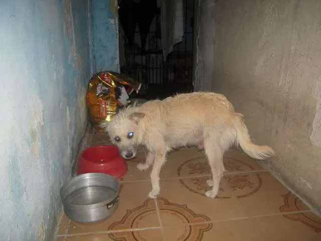 Cachorro ra a Vira lata idade 7 a 11 meses nome Sem nome