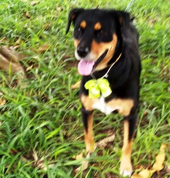 Cachorro ra a Mestiço Rotwailler idade 1 ano nome Brenda