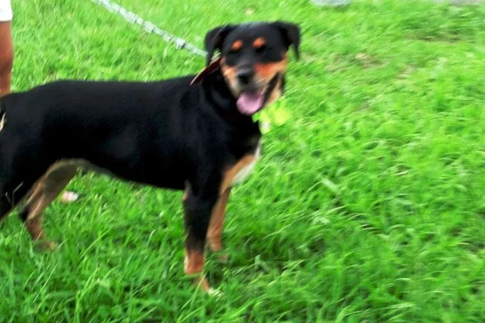 Cachorro ra a Mestiço Rotwailler idade 1 ano nome Brenda