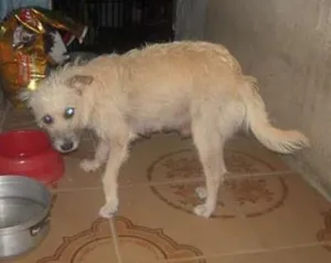 Cachorro raça Vira lata idade 7 a 11 meses nome Sem nome