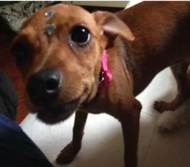 Cachorro ra a pinscher idade 2 a 6 meses nome Cherry
