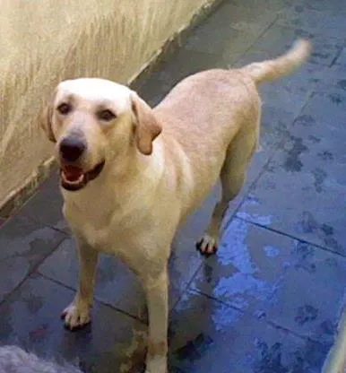 Cachorro ra a Labrador idade 3 anos nome Tony