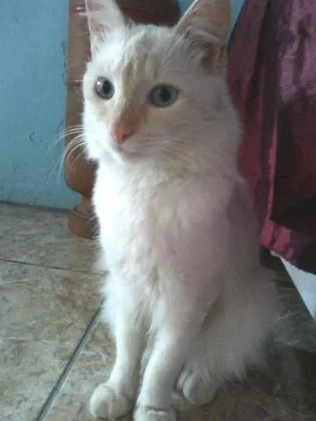 Gato ra a Indefinida idade 1 ano nome Sanji