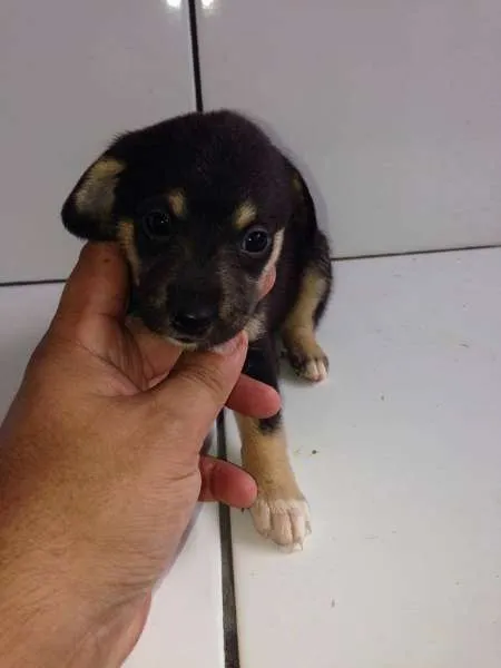 Cachorro ra a SRD idade Abaixo de 2 meses nome FILHOTES