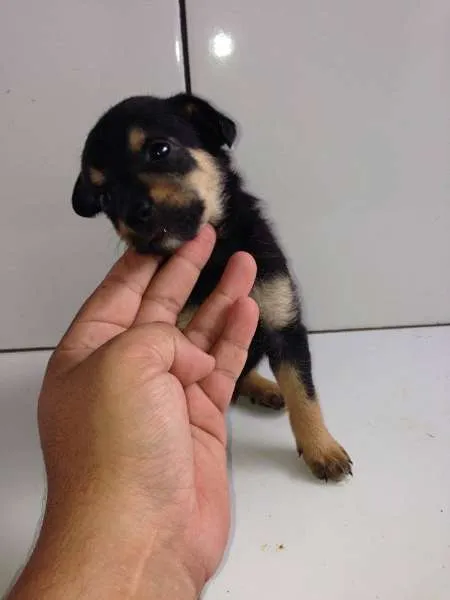 Cachorro ra a SRD idade Abaixo de 2 meses nome FILHOTES