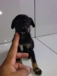 FILHOTES