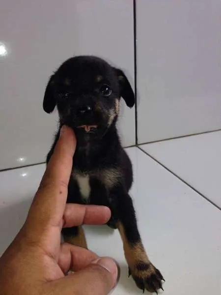 Cachorro ra a SRD idade Abaixo de 2 meses nome FILHOTES