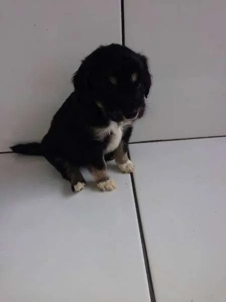 Cachorro ra a SRD idade Abaixo de 2 meses nome FILHOTES