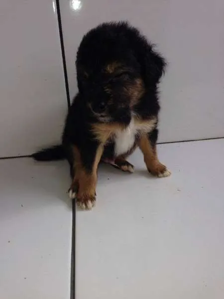 Cachorro ra a SRD idade Abaixo de 2 meses nome FILHOTES