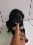FILHOTES